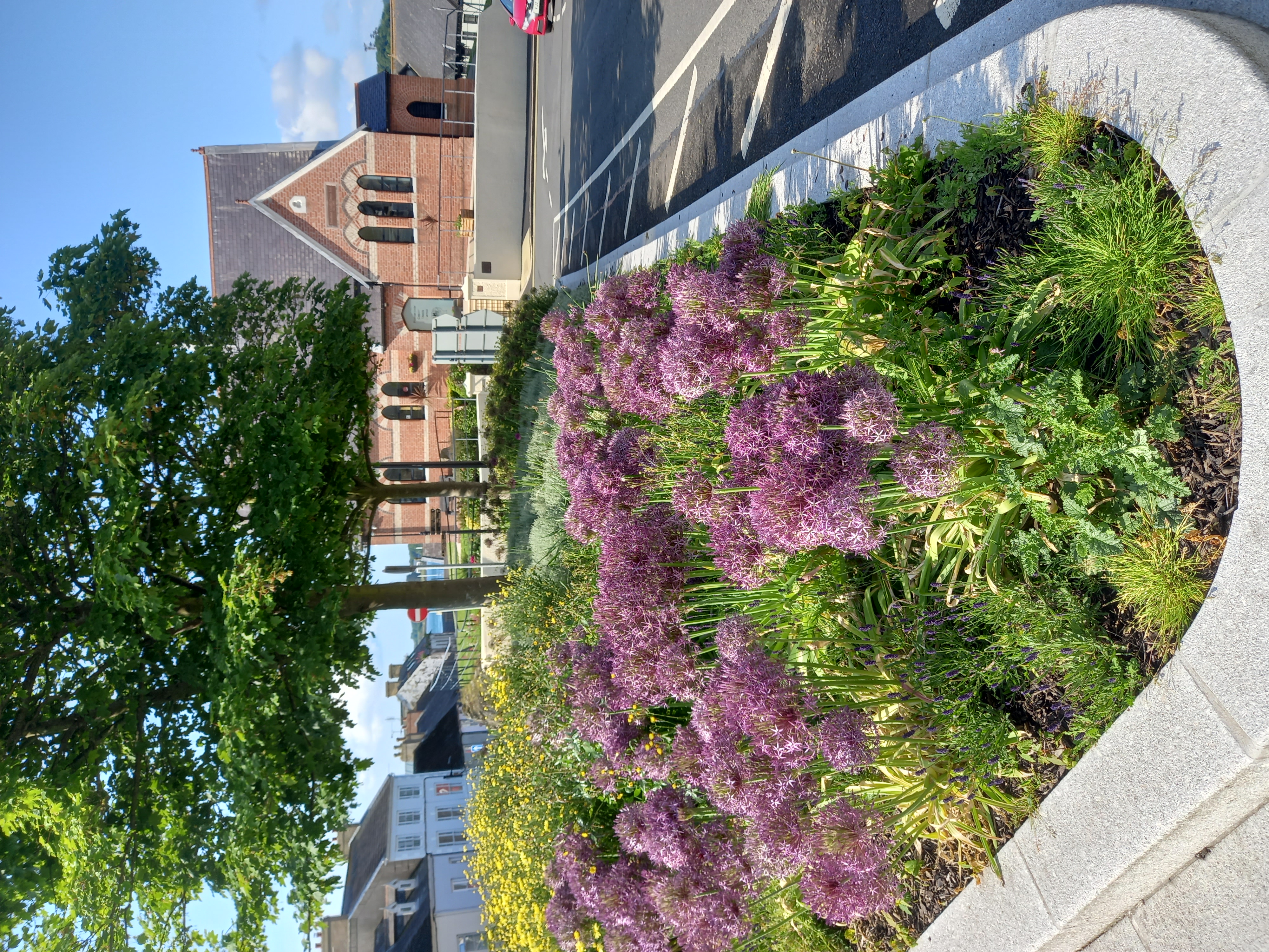 Image indicative of the type of verge shrub and flower planting to be proposed.
